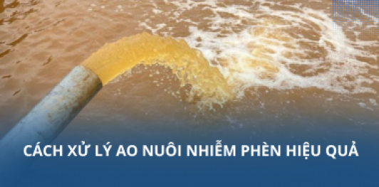 Cách xử lý ao nuôi nhiễm phèn hiệu quả